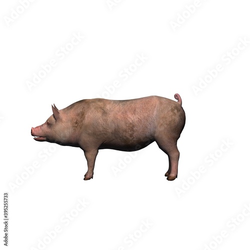 Farm animals - pig - isolated on white background - 3D illustration