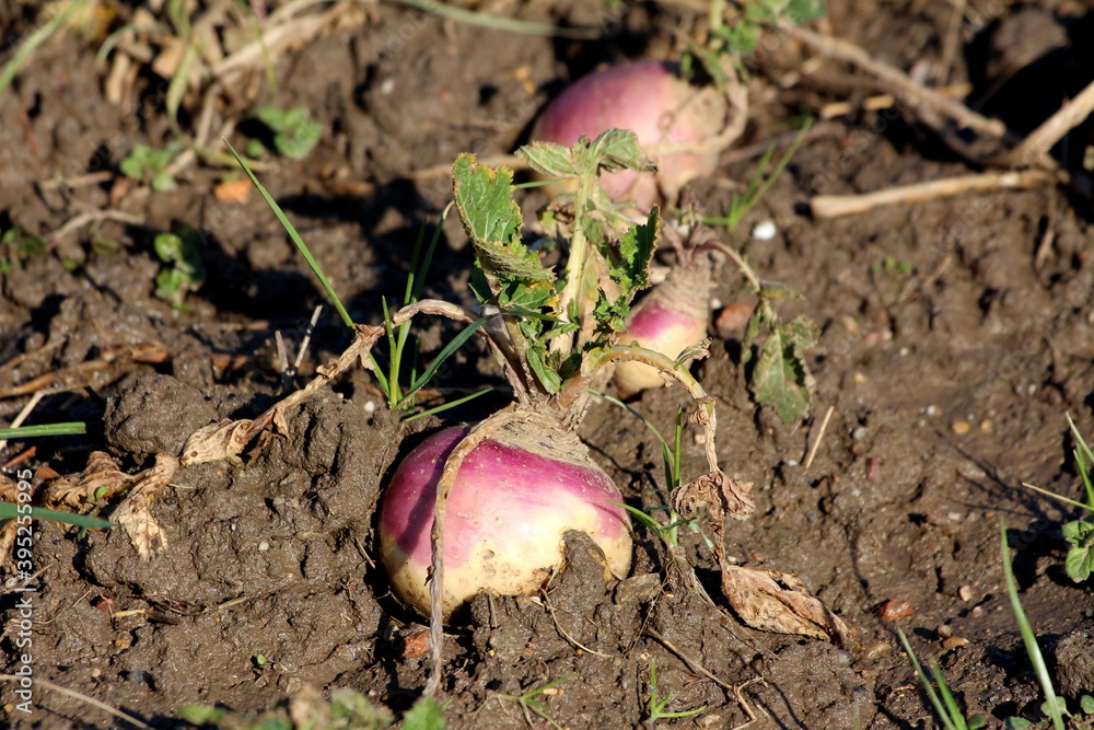Row of small Rutabaga or Swede or Swedish turnip or Neep cold weather root vegetable plants with visible edible roots and small dark green leaves planted in local home garden surrounded with wet soil Row of small Rutabaga or Swede or Swedish turnip or Neep cold weather root vegetable plants with visible edible roots and small dark green leaves planted in local home garden surrounded with wet soil
