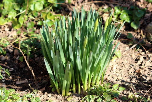 Small bunch of densely planted Narcissus or Daffodil or Daffadowndilly or Jonquil perennial herbaceous bulbiferous geophytes flowering plants growing in local home garden surrounded with dry soil