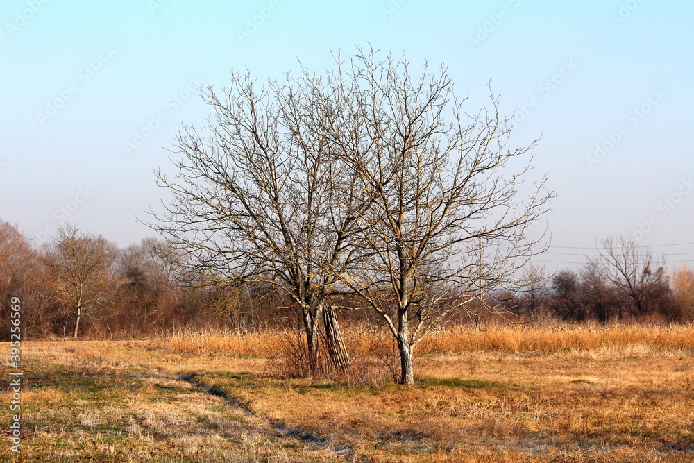 Two large walnut trees with barren treetops without leaves surrounded with uncut partially dry grass and small trees and other winter vegetation in background on cold sunny winter day