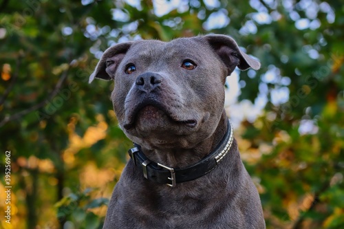 Close-up of Attentive Staffordshire Bull Terrier in Nature. Head Shot of Blue Staffy.
