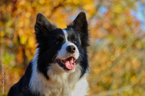Closeup of Happy Border Collie with Smile on its Face in Sunny Autumn Forest. Portrait of Adorable Black and White Dog in Nature during Fall Season. Portrait of Dog Head with Colorful Background.