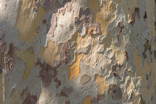 Canvas Print Natural background of the bark of the plane tree and the Golden hour
