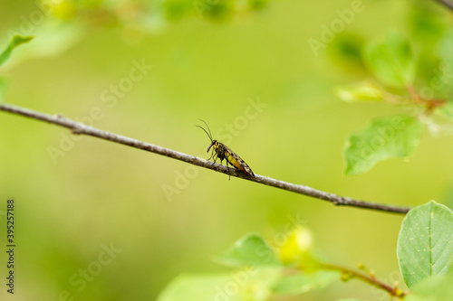 Mosca escorpión. Panorpa meridionalis