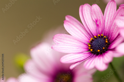 Flor. Dimorphotheca