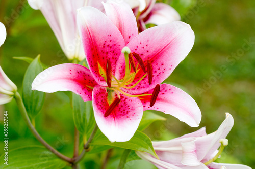 Lilium