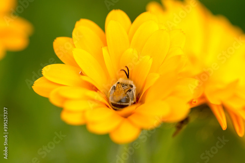 Abejita durmiendo en la flor. Quizá Tetralonia
