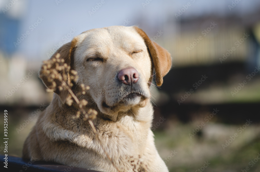 portrait of a golden retriever portrait of a golden retriever
