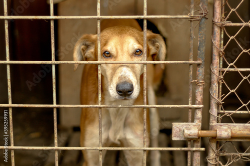 Portrait of a stray dog in a grungy dog shelter.