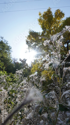 flowers in the forest