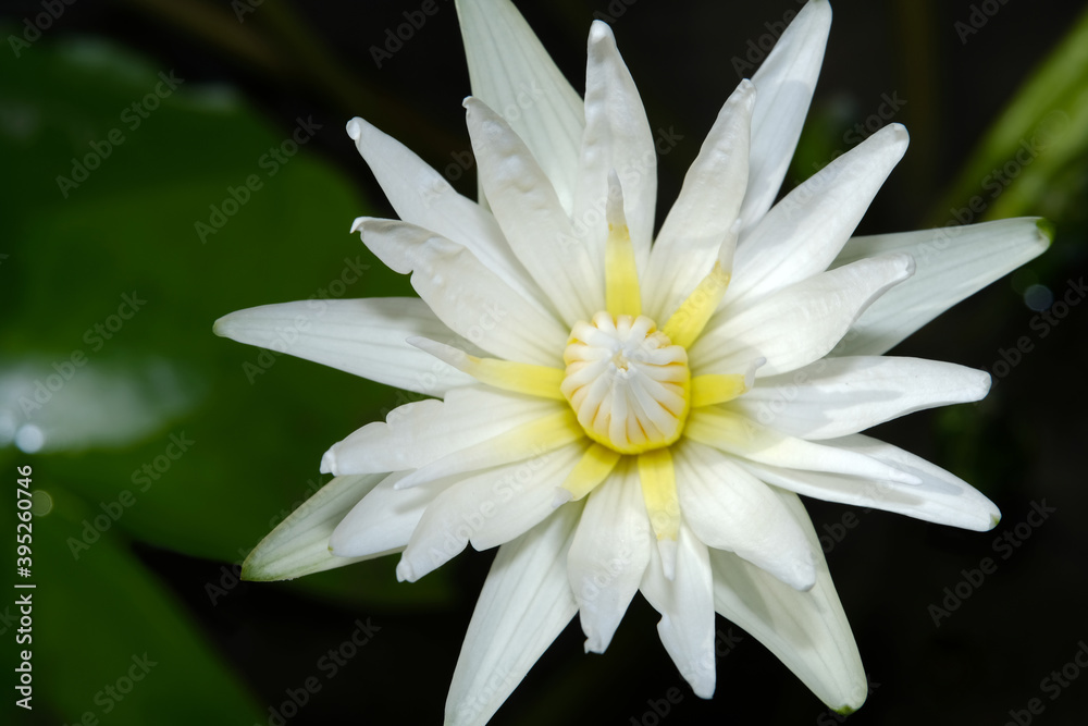 Close up white yellow lotus water lily flower petal when blooming Close up white yellow lotus water lily flower petal when blooming