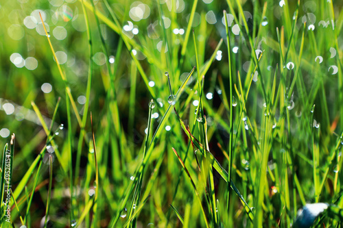 morning dew drops on young grass