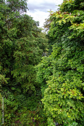 Vegetation in the rainforest on the banks of the Sarapiqui River in Costa Rica