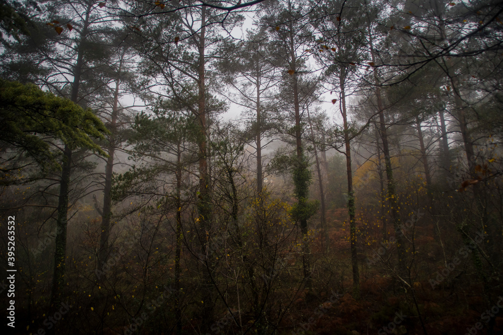 Fototapeta premium Trees and dense vegetation on autumn mood