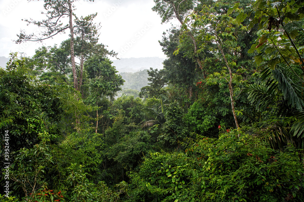 Vegetation in the rainforest in Boca Tapada in Costa Rica seen from a treehouse on a rainy day