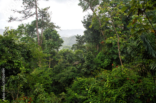 Vegetation in the rainforest in Boca Tapada in Costa Rica seen from a treehouse on a rainy day