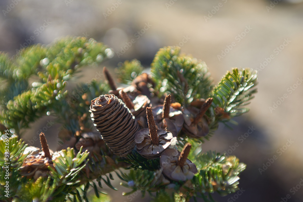 cones on a fir branch cones on a fir branch
