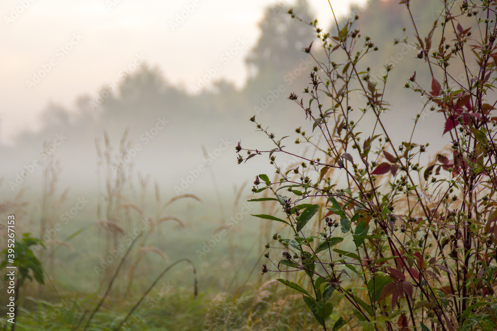 reeds in the morning in the fog reeds in the morning in the fog