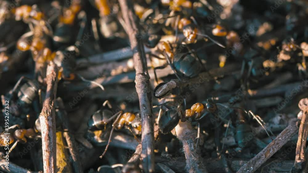 Red Wood Ants crawling around Red Wood Ants crawling around