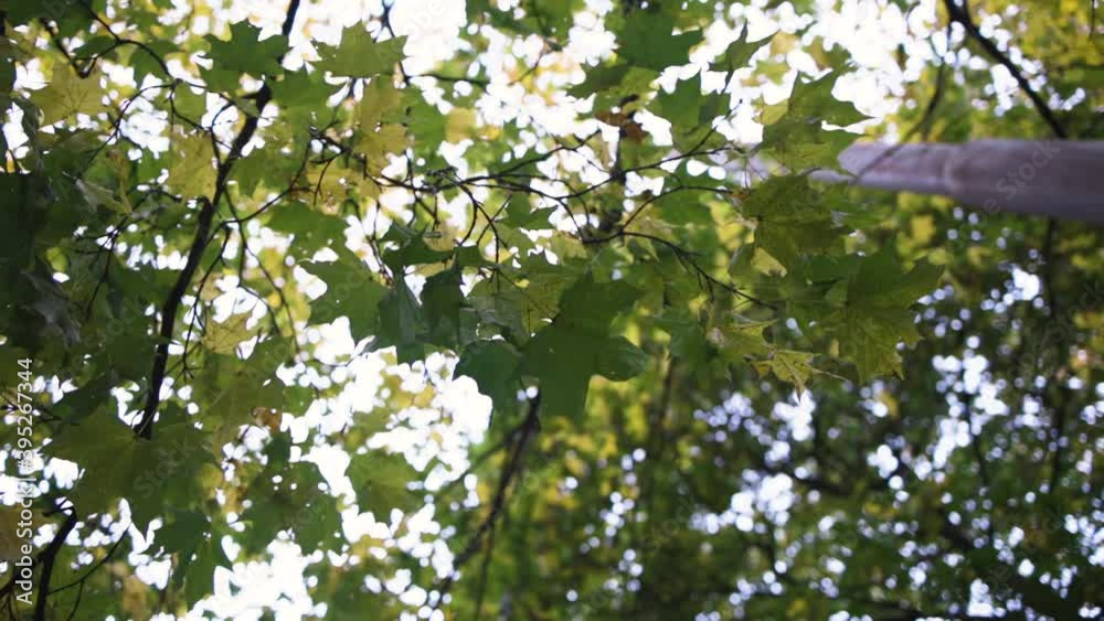 Treetop canopy from a ground-up perspective Treetop canopy from a ground-up perspective