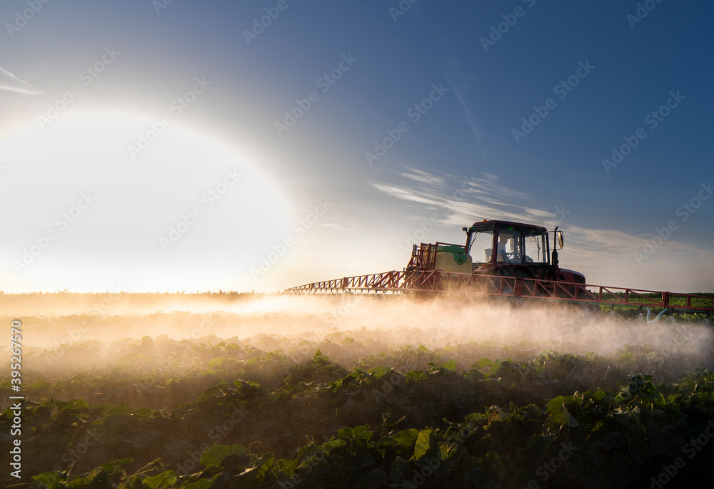 Fototapeta premium Tractor spraying vegetable field in sunset.