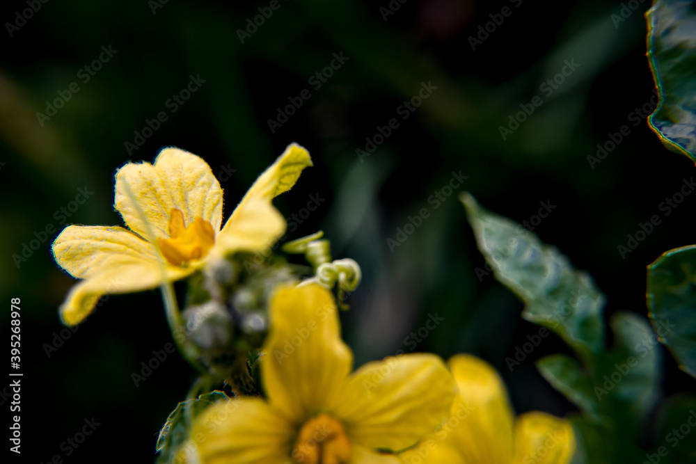 Yellow watermelon flowers on their plants of background or illustration Yellow watermelon flowers on their plants of background or illustration