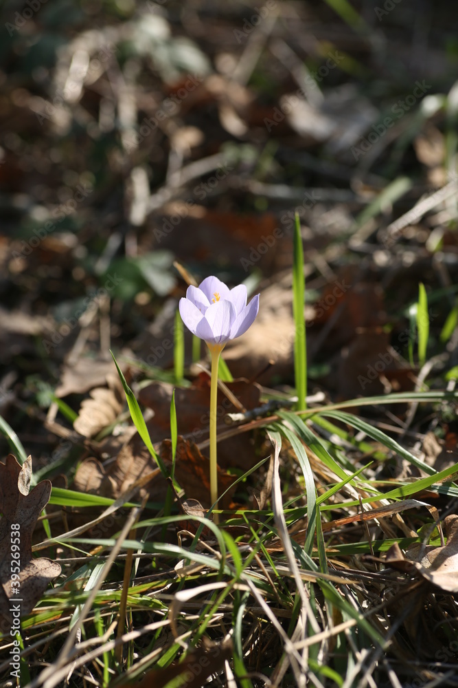 The light blue forest flower on the ground The light blue forest flower on the ground