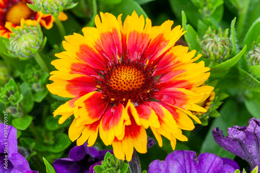 Gaillardia 'Arizona Sun' a spring summer flower plant commonly known as blanket flower, stock photo image Gaillardia 'Arizona Sun' a spring summer flower plant commonly known as blanket flower, stock photo image