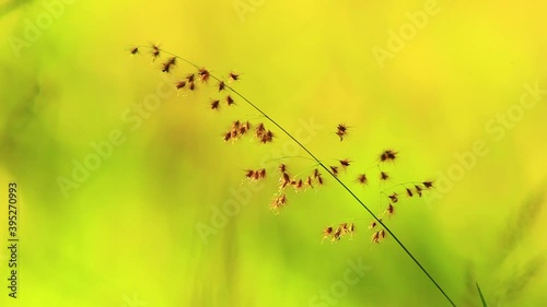 Reed grass glowing in the sun in the Brazilian Savanna - isolated close up photo