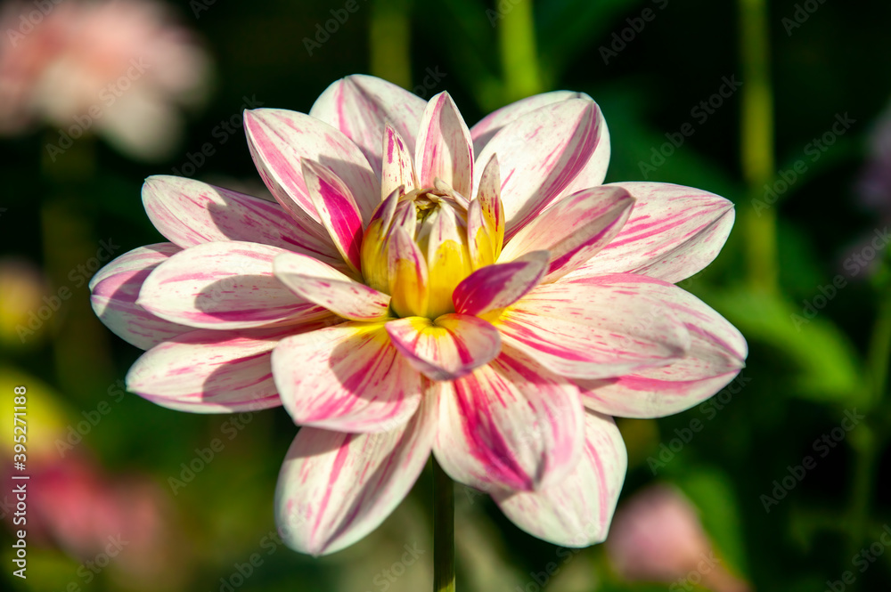 Dahlia 'Bonesta' a pink summer autumn double flower tuber plant, stock photo image Dahlia 'Bonesta' a pink summer autumn double flower tuber plant, stock photo image