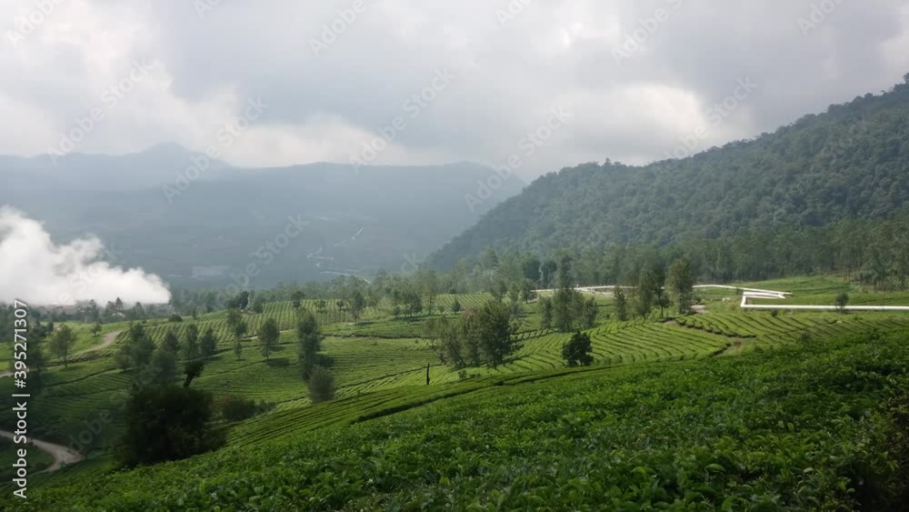 Beautiful landscape at tea plantation. Fresh tea leaves on tea plantations. Slow panning steadicam shot Beautiful landscape at tea plantation. Fresh tea leaves on tea plantations. Slow panning steadicam shot