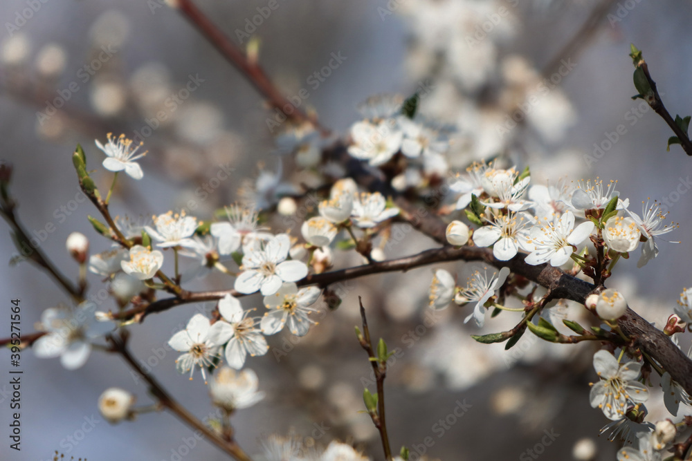 Obraz premium White flowers on the trees. Lots of spring blooms.