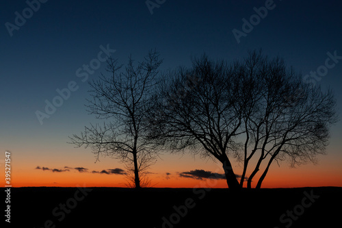 Horizontal landscape scenic photo of two black silhouettes of naked trees against a dark blue sky with orange horizon during a calm winter dawn before sunrise