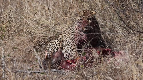 A wide shot of a leopard sitting over its warthog kill in the dry grassland, Kruger National Park. photo