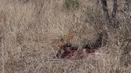 A wide shot of a male leopard dragging a dead warthog through the dry long grass, Kruger National Park. photo