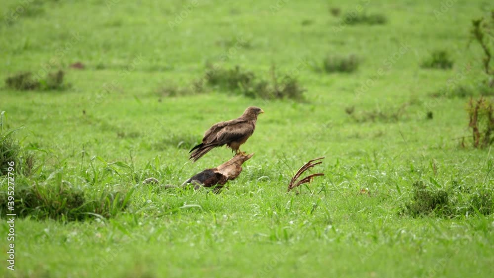 Yellow-Billed Kite in profile on Red Hartebeest skull on wet savanna Yellow-Billed Kite in profile on Red Hartebeest skull on wet savanna