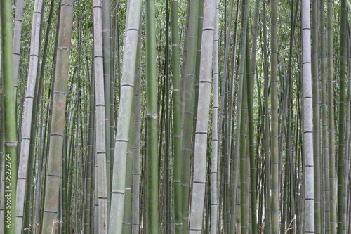 竹林の背景素材