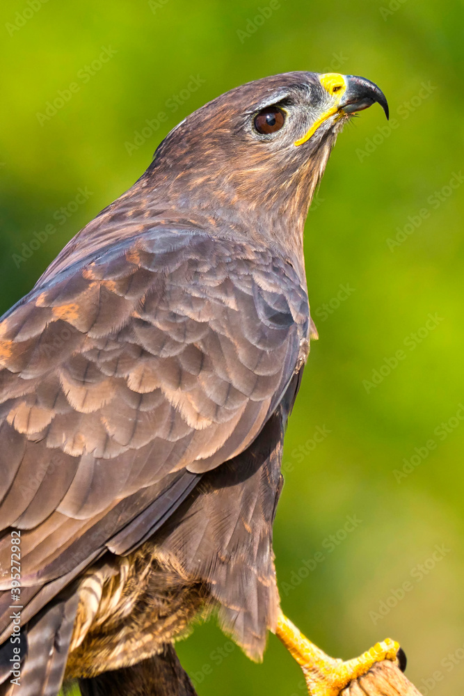 Buzzard, Buteo buteo, Mediterranean Forest, Castile and Leon, Spain, Europe Buzzard, Buteo buteo, Mediterranean Forest, Castile and Leon, Spain, Europe