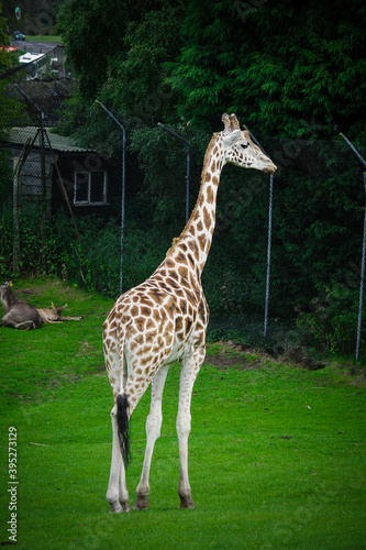 The Zebra in the park