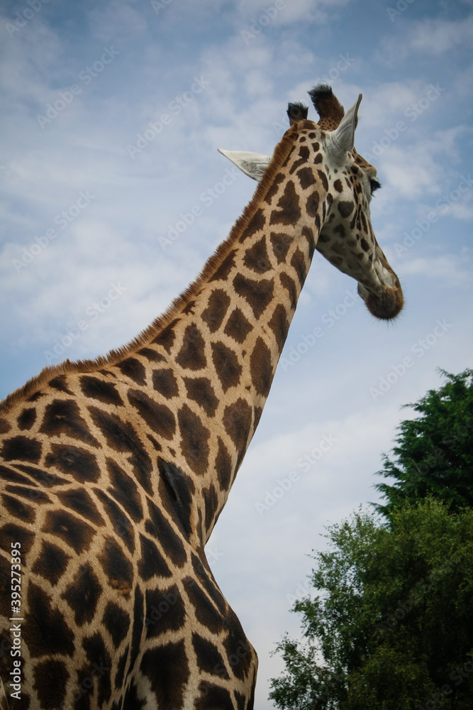 Obraz premium The Zebra in the park