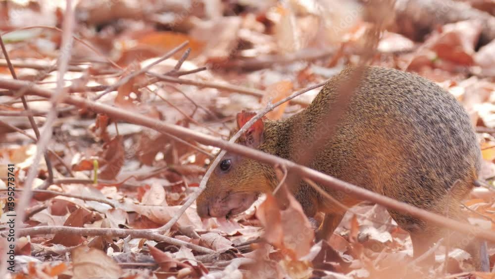 Agouti eating seeds in Pantanal during drought season