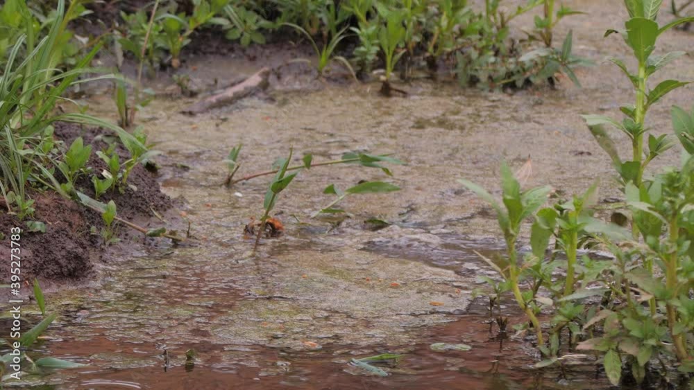 A parkeet in Pantanal flies away from water pond