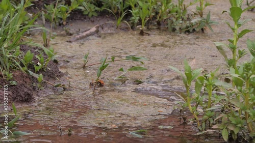 A parkeet in Pantanal flies away from water pond photo