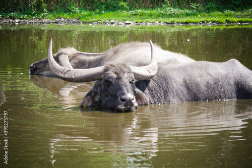 The buffaloes in water