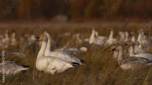 A small group of geese stops to check surroundings then keeps walking in front of a huger gaggle in the background. Wetland high grass at sunset. photo