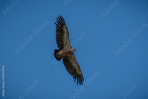 eagle in flight © alfonso