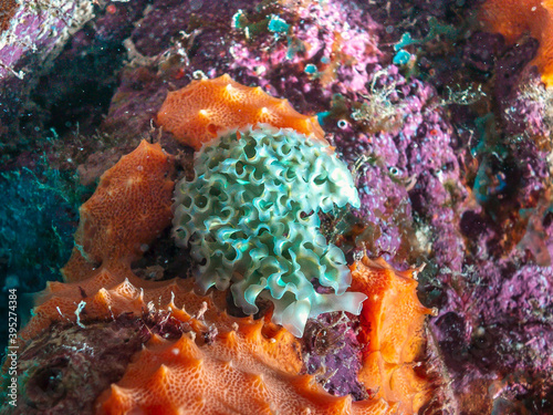 Elysia crispata; lettuce sea slug;