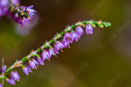 close up of a flower