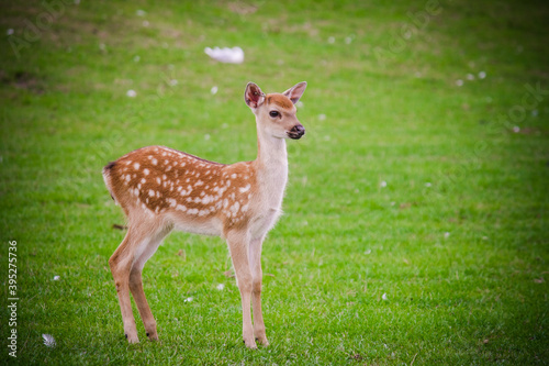The white spotted deer in zoo park, UK © JulYer