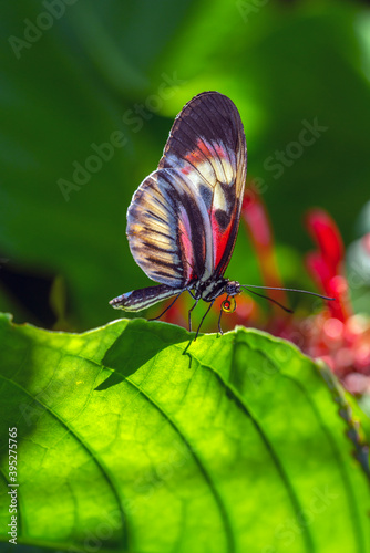Heliconius butterfly on leaf